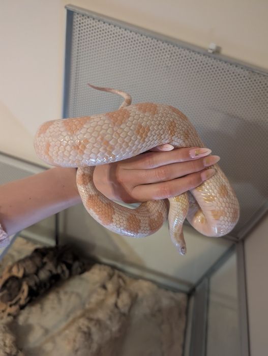 Wąż zbożowy albinos - dziewczynka