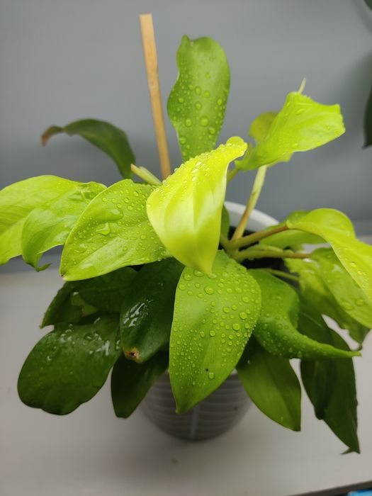 Філодендрон malay