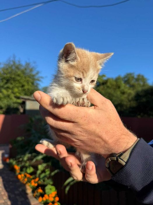 Віддам кошенят в добрі руки