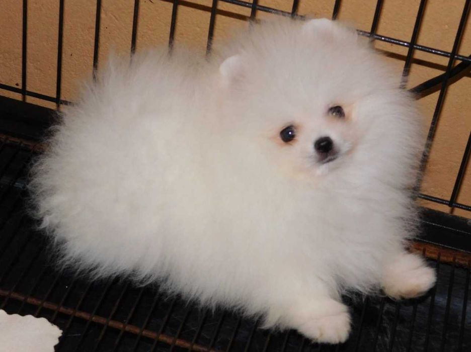 Померанксий шпиц. Белоснежный мини мальчик.