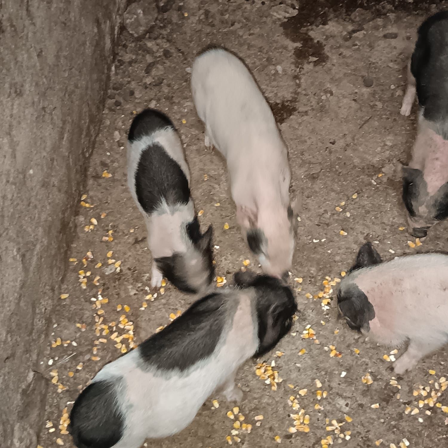 Porcos Vietnamitas / Anões / Minipig (Machos e Fêmeas)