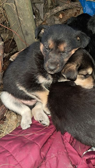 13 маленьких див шукають свій дім!