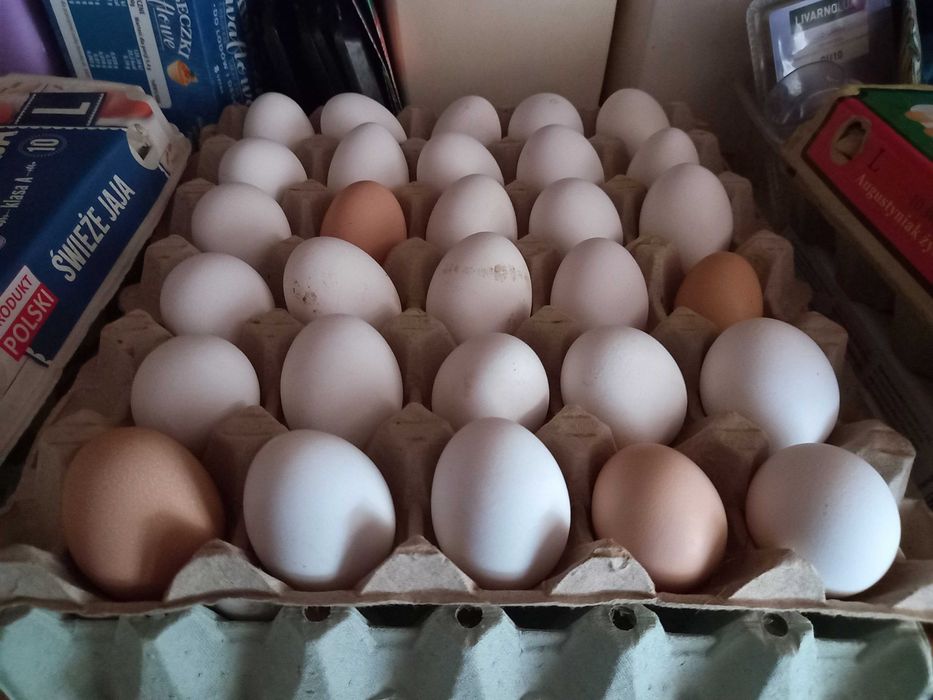 Sprzedam świeże jajka od szczesliwych kur