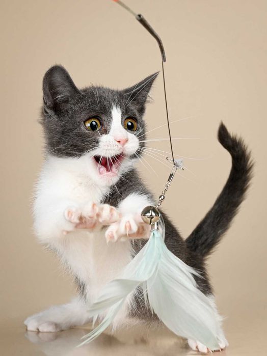 Манчкин девочка по имени Леди Грей