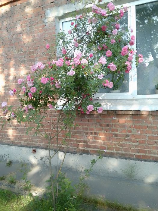 Роза десятирічна