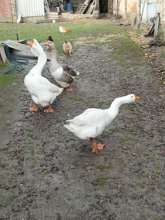 Продам молодого гусака