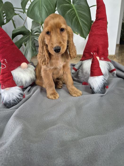 Cocker spaniel piekny szczeniak