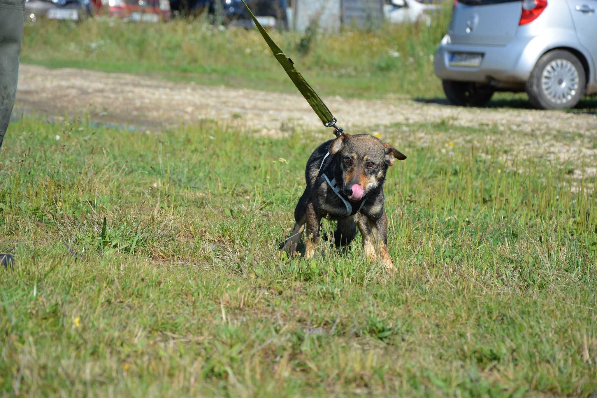 London - szuka domu w spokojnej okolicy ADOPCJA