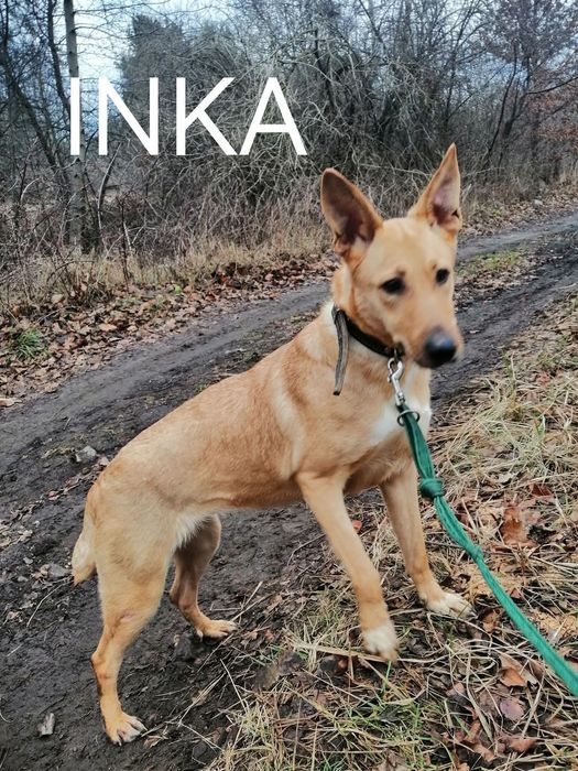 Młoda pełna energii sunia czeka na Ciebie