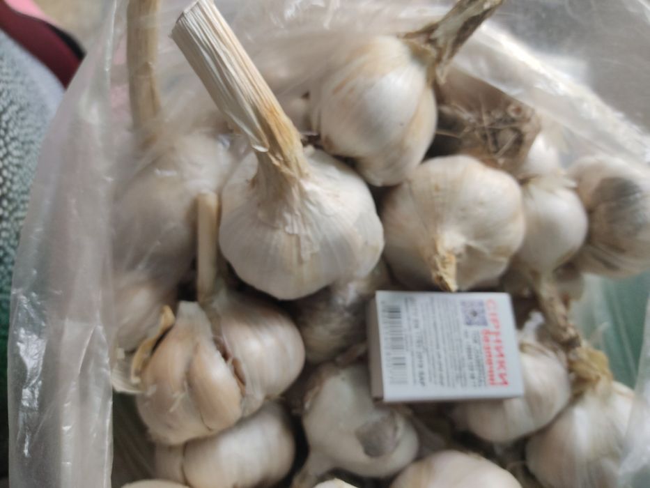 Часник  Рокамболь