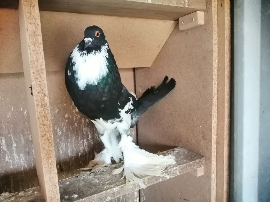 Pombos de papo muito bons