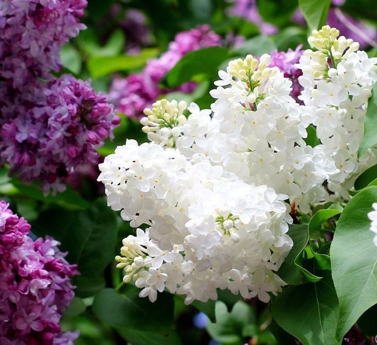 Сирень махровая !