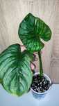 Filodendron philodendron Mamei