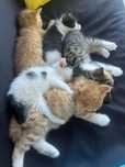 Oddam w dobre rece dlugo wlose oraz puchate kotki