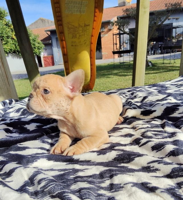 Bulldog Francês Lilac Fawn