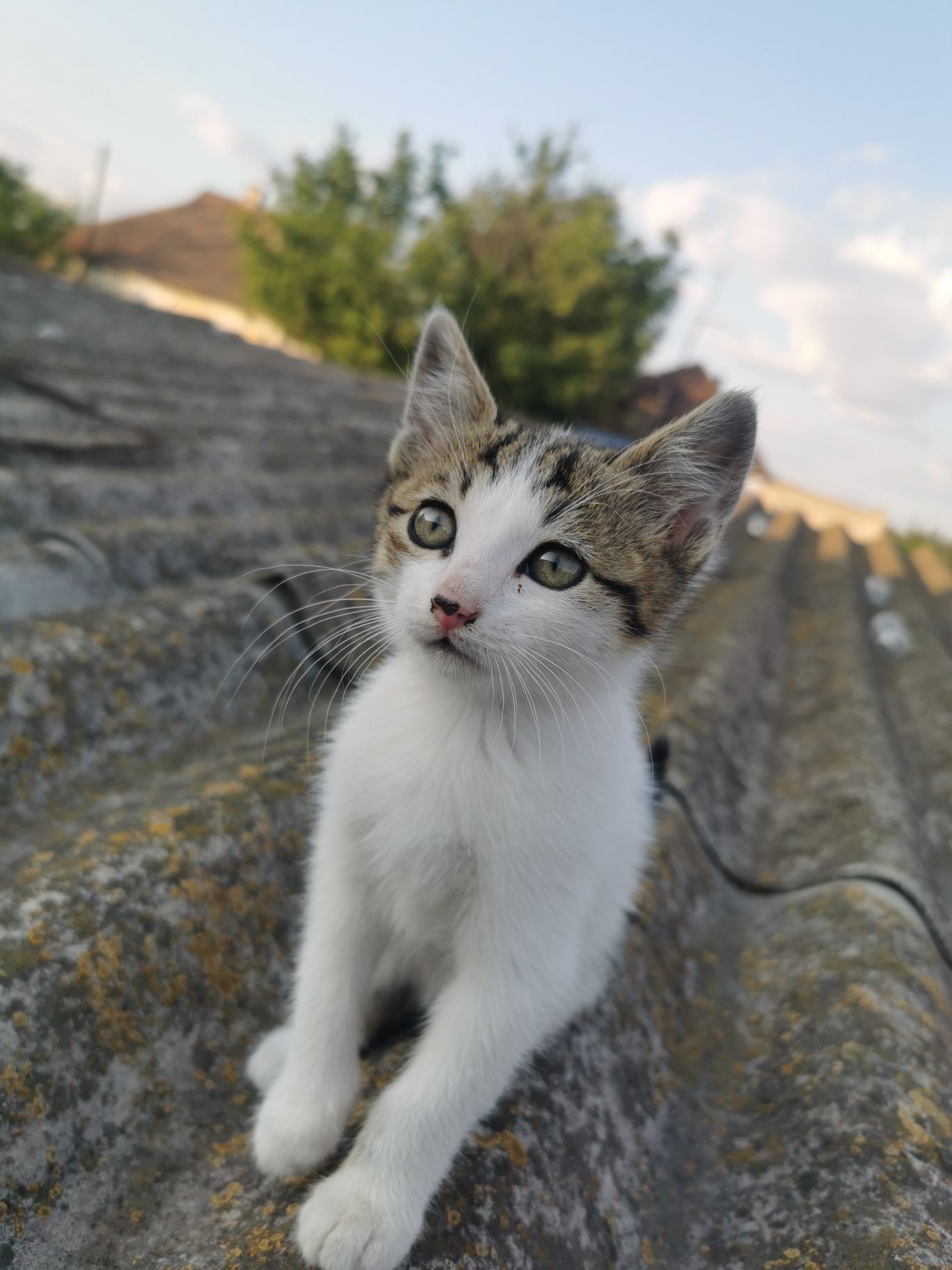 Кошенята безкоштовно