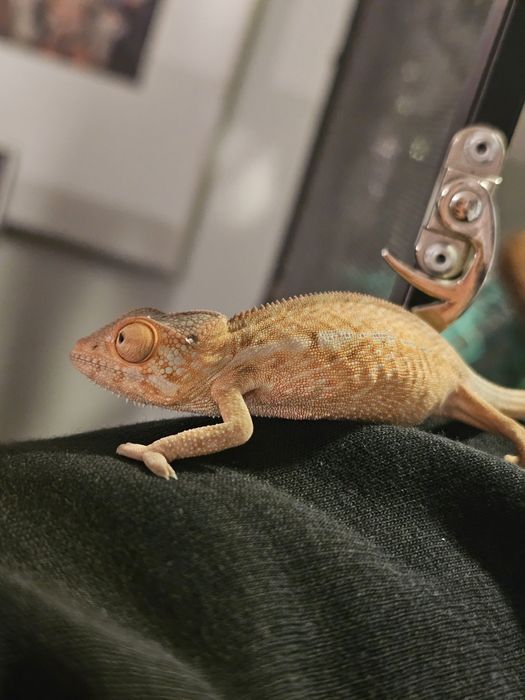 Jaszczurka lamparcia samiec samica