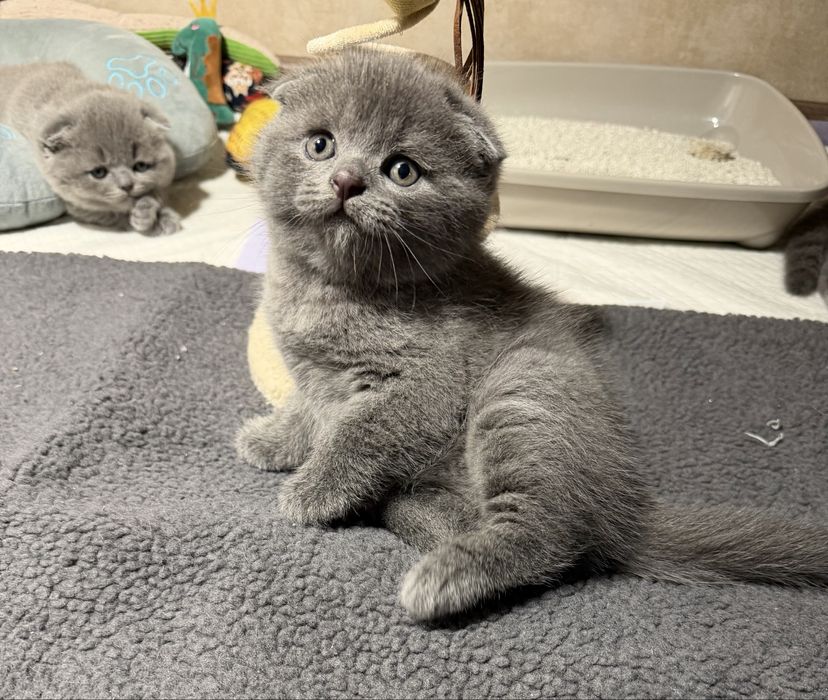 Котята скоттиш-фолд