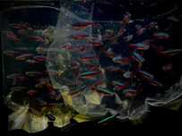 Neon Czerwony - Tina Zoo Gliwice Jasna