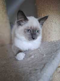 Kot Ragdoll niekastrowany