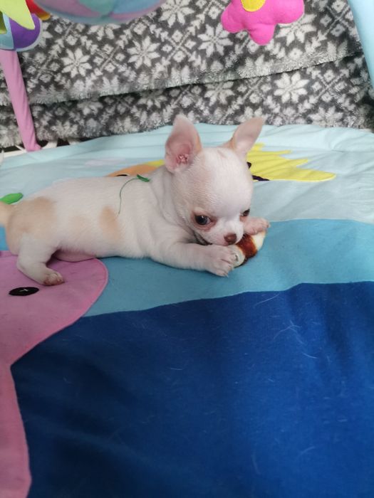 Chihuahua piesek  FCI