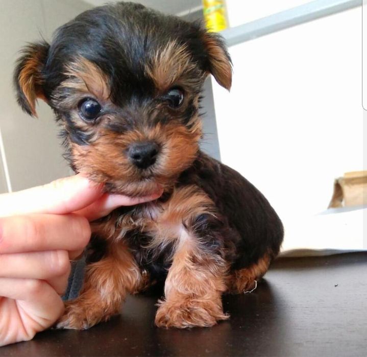 Yorkshire terrier