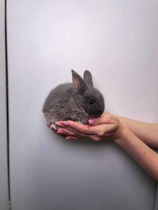 маленькі карликові кролики до свят, найкращий лагідний подарунок