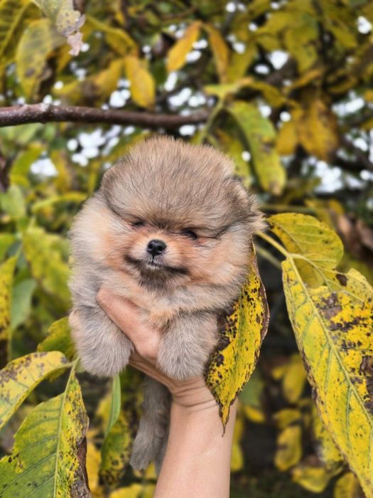 Pomeranian szpic miniaturowy ZKwP/FCI
