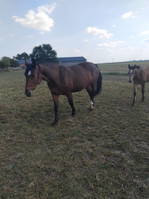 Klacz śląska ze źrebakiem