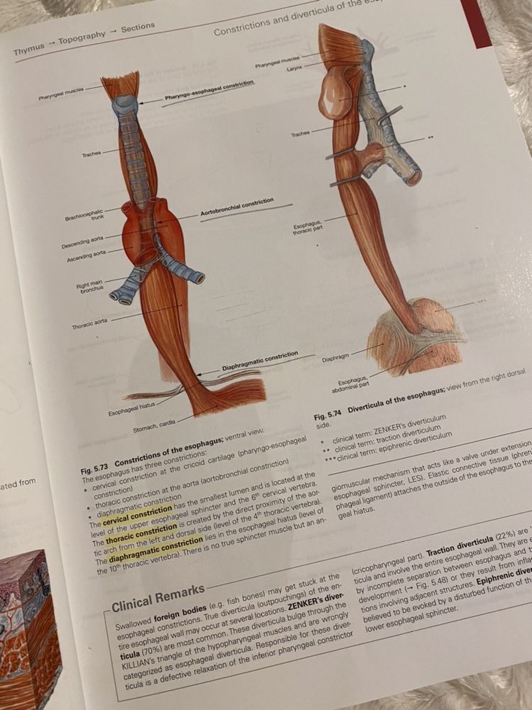 Sobotta atlas anatomiczny narzady wewnetrzne angielski