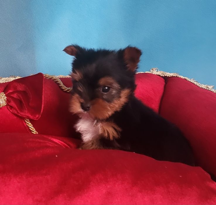 Yorkshire Terrier sunia