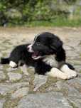 Border Collie TOP