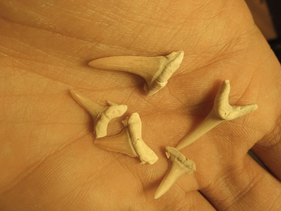 Fósseis lote 5 dentes de tubarão