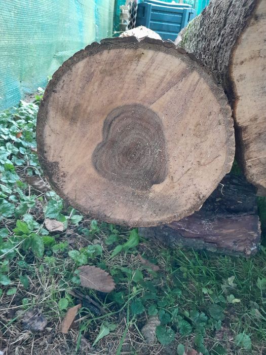 Pień orzecha II Sprzedam