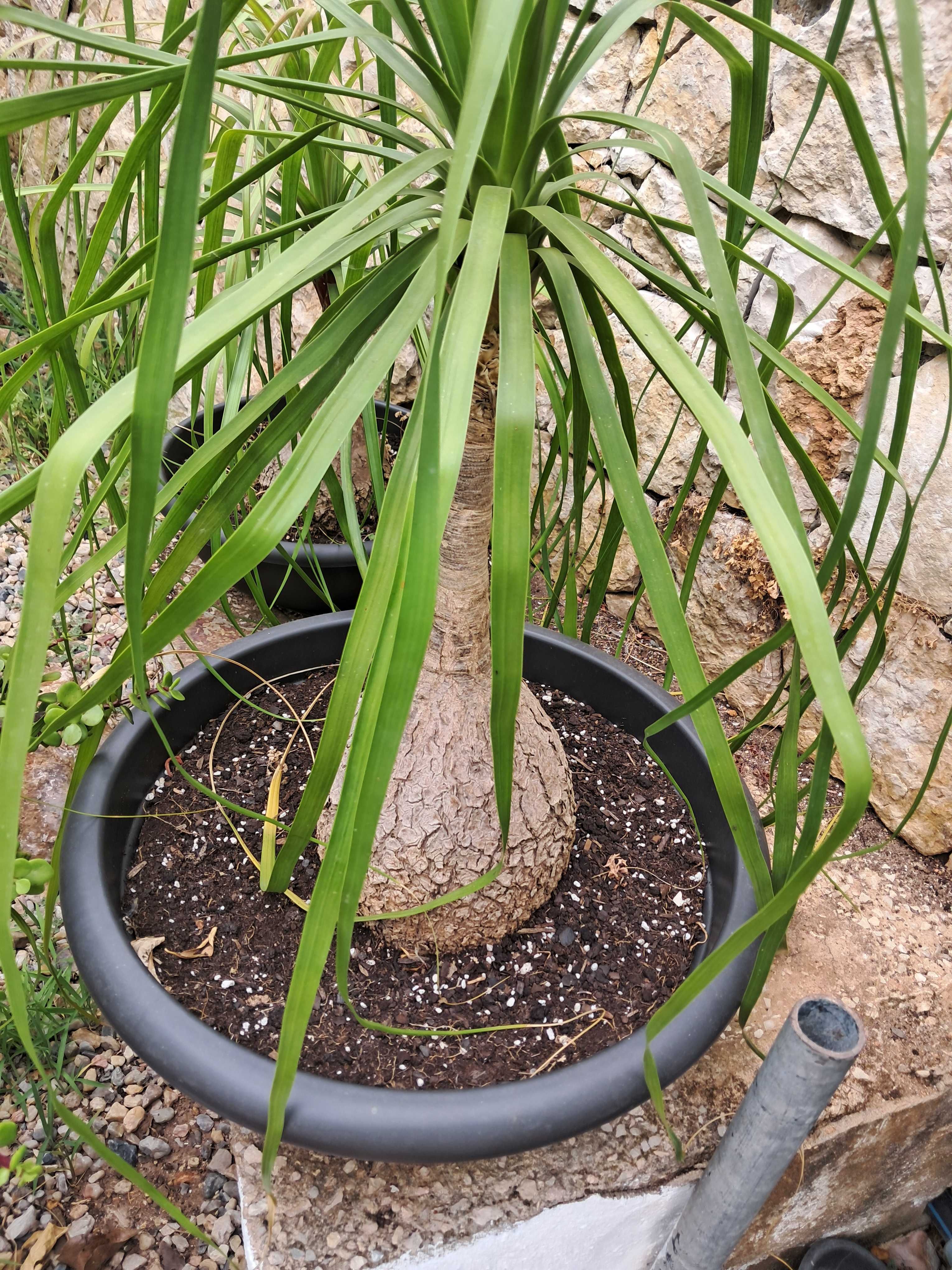 Beaucarneas recurvatas, patas de elefante
