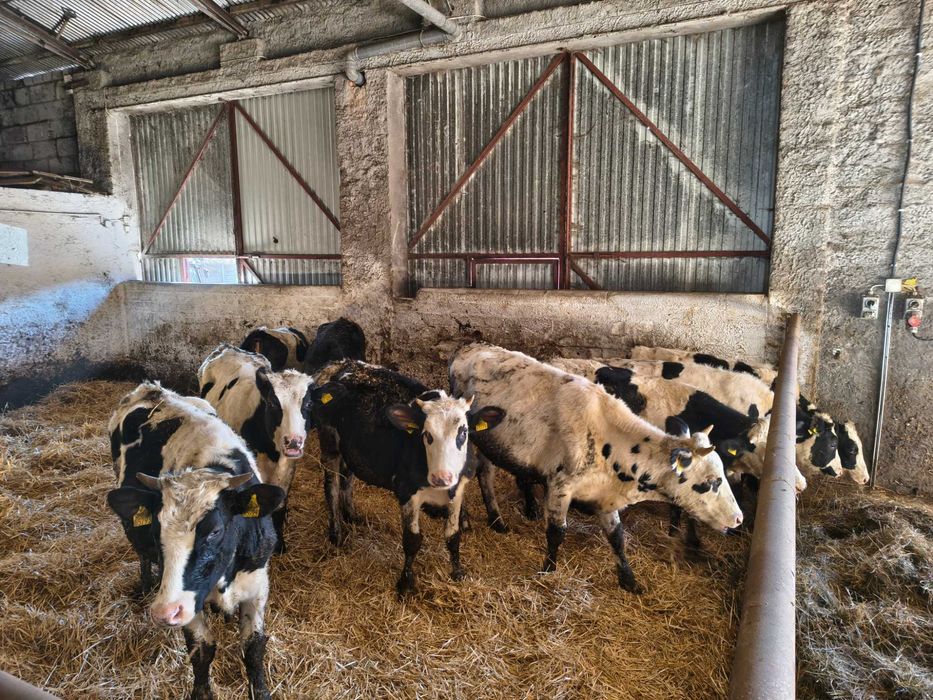 Jałówki pod zacielenie