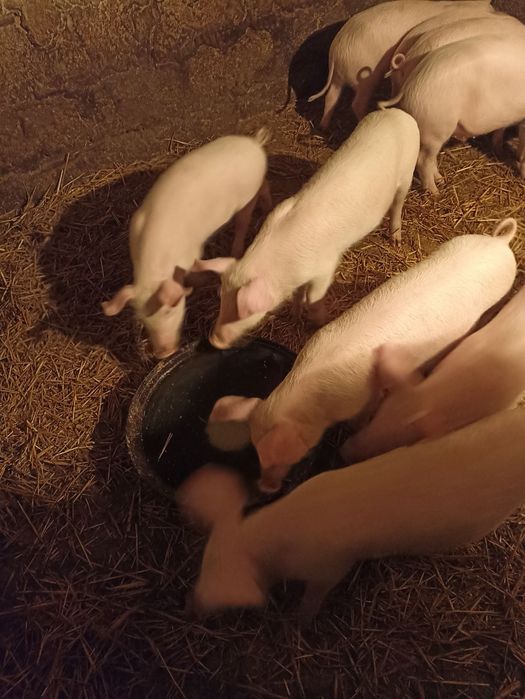 Продам малих поросят +-15 кг.