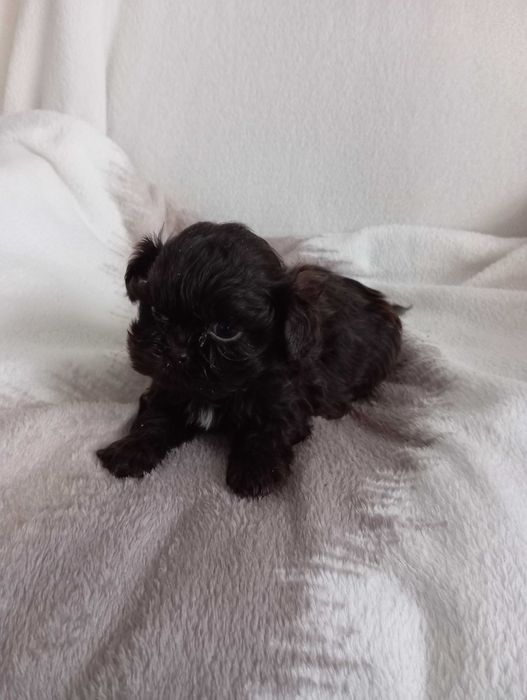 Piesek shih tzu z genem czekoladowym