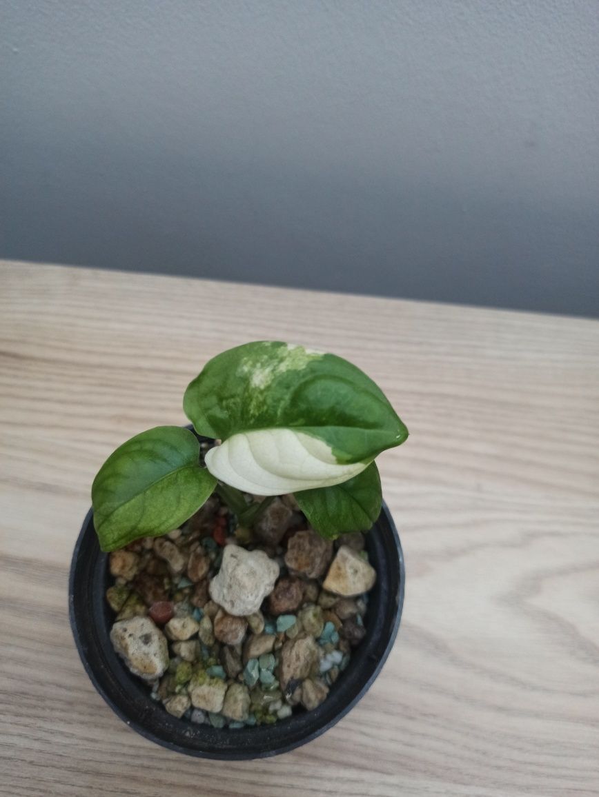 Monstera adansonii variegata