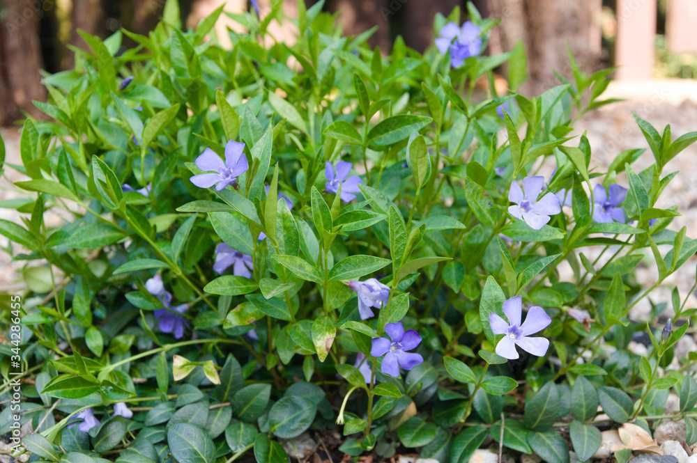 Barwinek pospolity 100 SZTUK po1 zł zadarniający pod drzewa