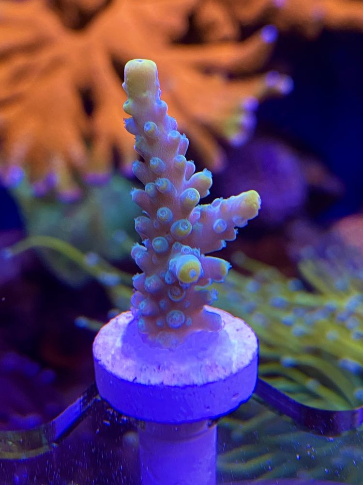 Морские кораллы морской аквариум