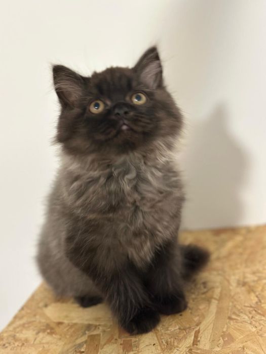 Śliczne kotki brytyjskie