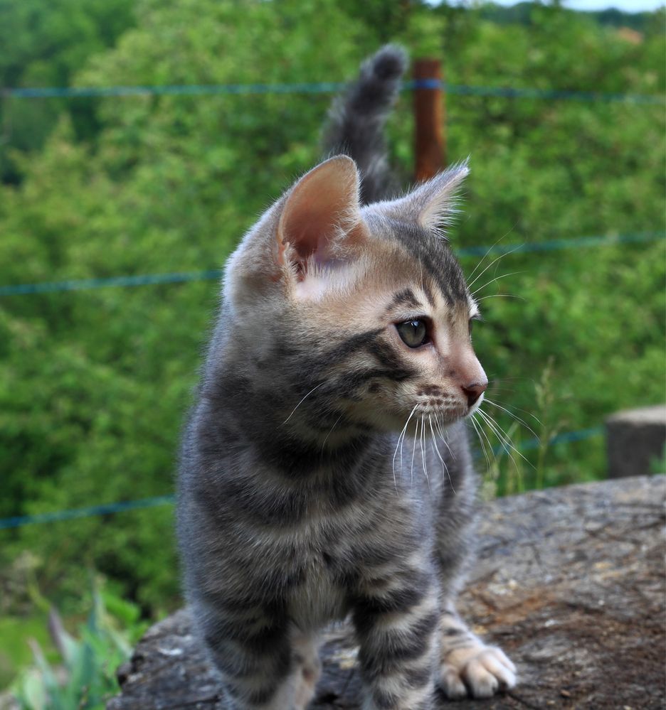 Бенгальський котенок