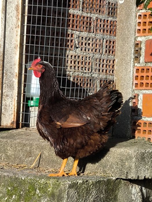 Rhode Island Red
