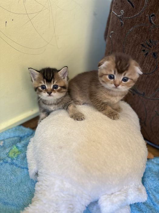 Кошенятка золота шиншила