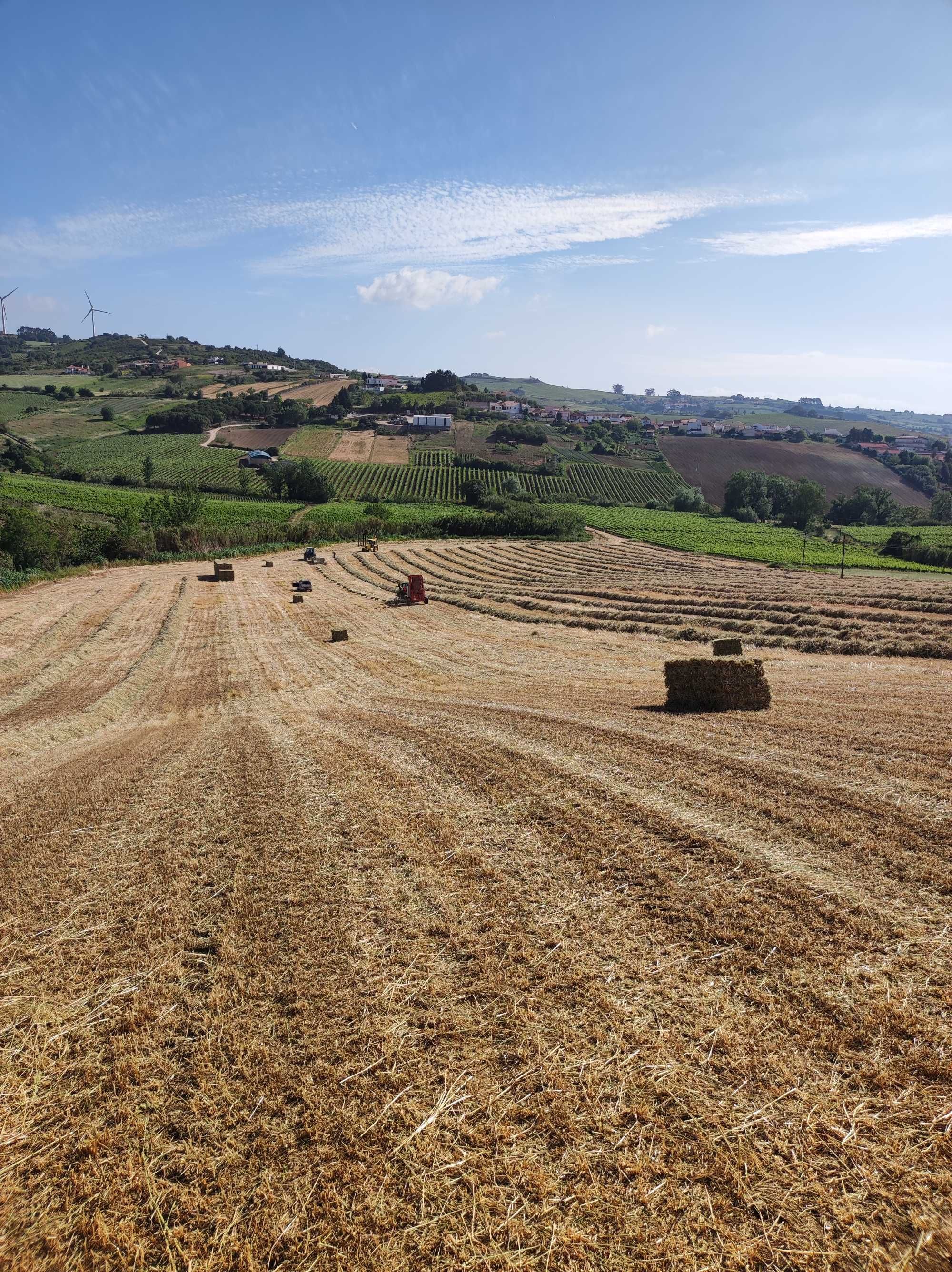 Feno, palha, fenosilagem, aparas de madeiras