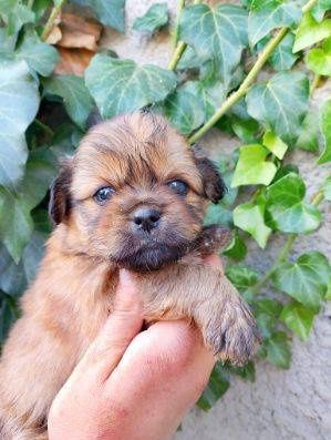 Szcxeniaki po shih tzu