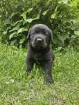 Zarezerwowane Szczeniaki labrador/ owczarek niemiecki