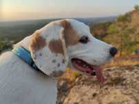 Beagle para adoção responsável
