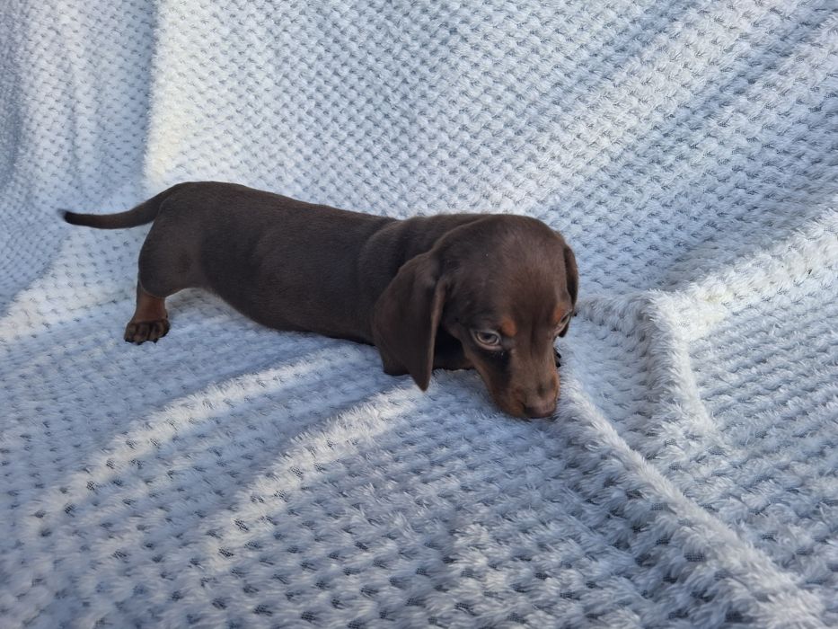 Piesek Jamnik Krótkowłosy czekoladowy